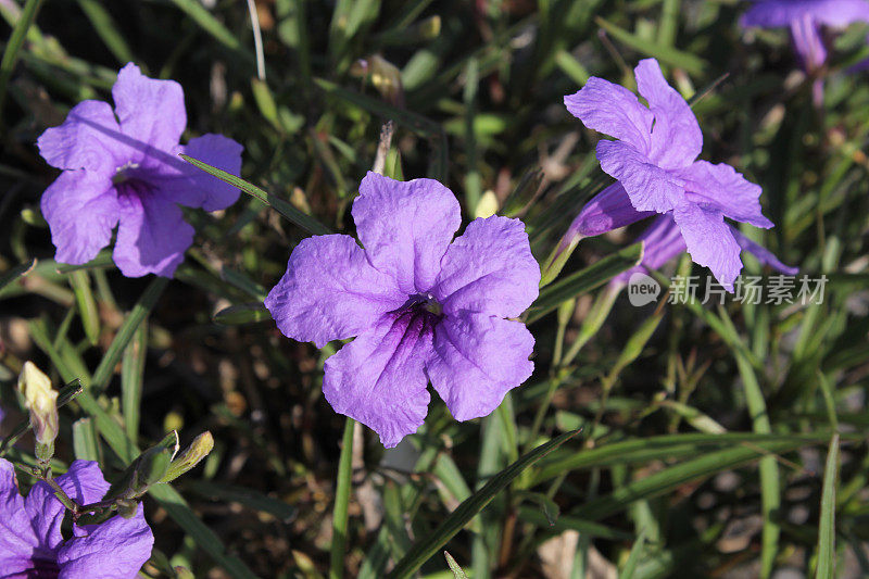 墨西哥矮牵牛花(Ruellia simplex)植物上的紫色花朵